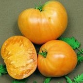 Orange Oxheart Tomato TM97-20