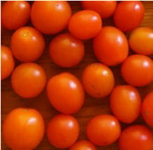 Orange Sunshine Tomato TM552-10