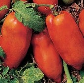 Polish Linguisa Tomato TM234-10