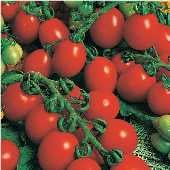 Principe Borghese Tomato Seeds TM111-20_Base