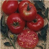 Pruden's Purple Tomato Seeds TM112-20_Base