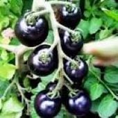 Purple Cherry Tomato TM926-10