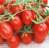 Plum Tomato (Red) TM444-20
