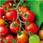 Red Alert Tomato TM572-10