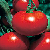 Red Calabash Tomato TM361-10