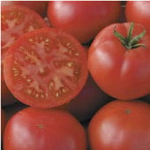 Redfield Beauty Tomato Seeds TM577-20_Base
