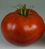 Royesta Tomato TM633-20_Base