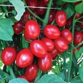 Ruby Crush Tomato Seeds TM946-10_Base