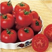 Russian Red Tomato TM117-10