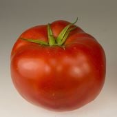 Rutgers 250 Tomato Seeds TM954-10