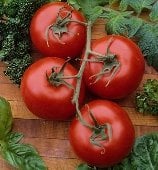 Rutgers Select Tomato Seeds TM297-20_Base