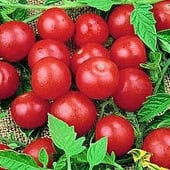 Small Red Cherry Tomato Seeds TM380-20_Base