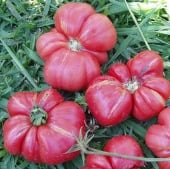Russian Rose Tomato Seeds TM310-20_Base