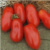 San Marzano Indeterminate Tomato Seeds TM152-20_Base