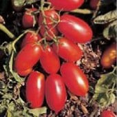 San Marzano Nano Tomato Seeds TM661-20_Base