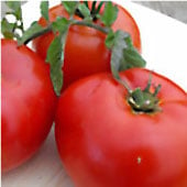 Self Pollinating Tomatoes