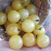 Snow White Tomato Seeds TM188-10_Base