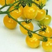 Snowberry Tomato TM289-20