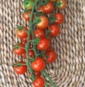 Sugar Lump Tomato Seeds TM556-10_Base