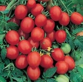 Sugar Plum Tomato Seeds TM662-10_Base