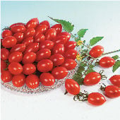 Sugary Tomato TM388-10