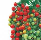 Suncherry Extra Sweet Tomato Seeds TM560-10_Base