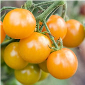 Sungold Tomato Seeds TM127-10_Base