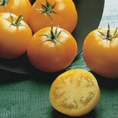 Sunray Tomato Seeds TM447-20_Base