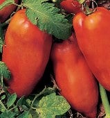 Super Italian Paste Tomato Seeds TM130-20_Base