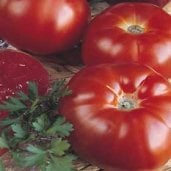 Super Marmande Tomato Seeds TM262-20_Base