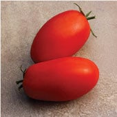Supremo Tomato Seeds TM819-10_Base