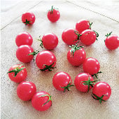 Sweet Treats Tomato TM579-10