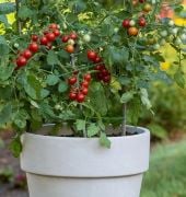 Sweetheart of the Patio Tomato Seeds TM947-10_Base