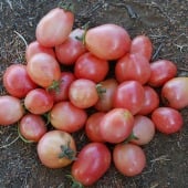 Thai Pink Pear Tomato TM599-20