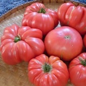 Tiffen Mennonite Tomato Seeds TM136-20_Base
