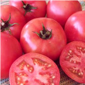 Trucker's Favorite Tomato Seeds TM509-20_Base