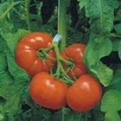 Trust Tomato Seeds TM639-5_Base