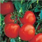 Ultimate Opener Tomato Seeds TM384-10_Base