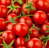 Washington Cherry Tomato TM139-20