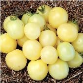 White Cherry Tomato Seeds TM363-20_Base