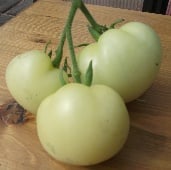 White Potato Leaf Tomato TM271-20