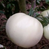 White Snowball Tomato TM381-10