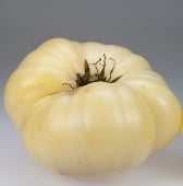 White Wonder Tomato TM141-20