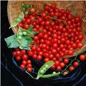Wild Cherry Tomato Seeds TM649-20_Base