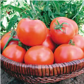 Willamette Tomato TM159-20