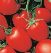 Yaqui Tomato Seeds TM801-20_Base