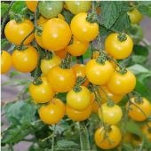 Yellow Cherry Tomato TM191-20_Base
