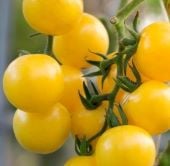 Yellow Currant Tomato Seeds TM40-20_Base