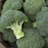 Covina Broccoli BR37-100
