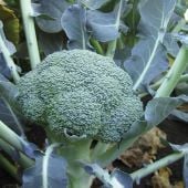 Lieutenant Broccoli Seeds BR32-50_Base